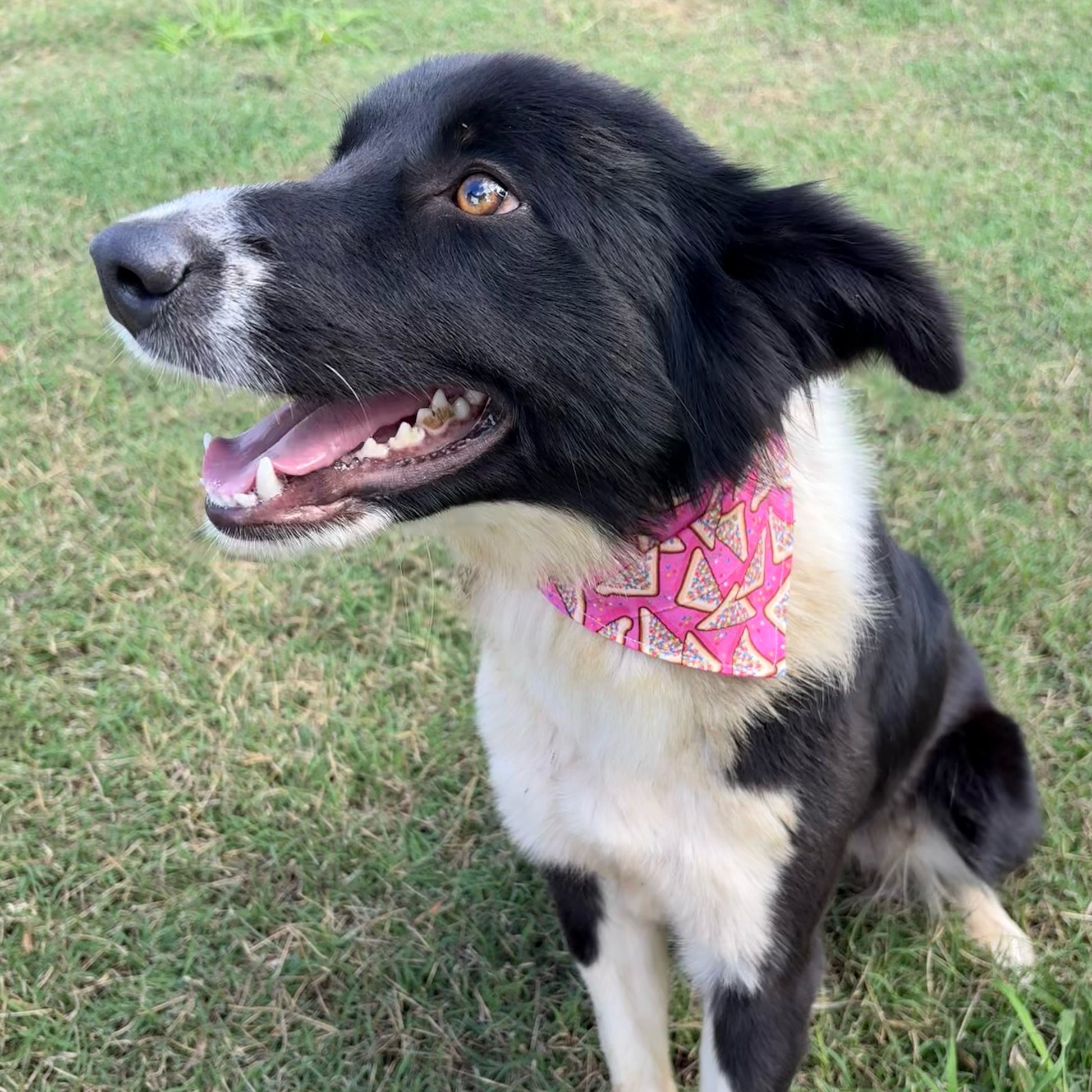Fairy Bread Pet Bandanna
